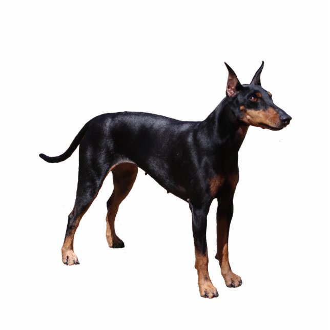 Manchester Terrier Staand Fotobeeldje (Voorkant)