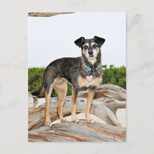 Manchester Terrier X - Jordan - Derr Briefkaart (Voorkant)