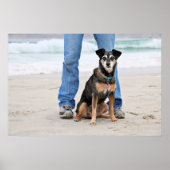 Manchester Terrier X - Jordan - Derr Poster (Voorkant)