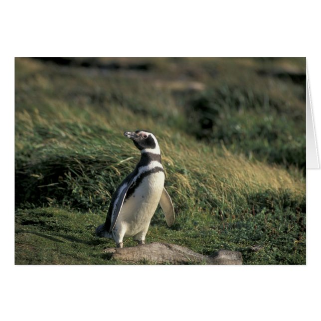 Manchot de Magellan (Spheniscus magellanicus), (Devant horizontal)