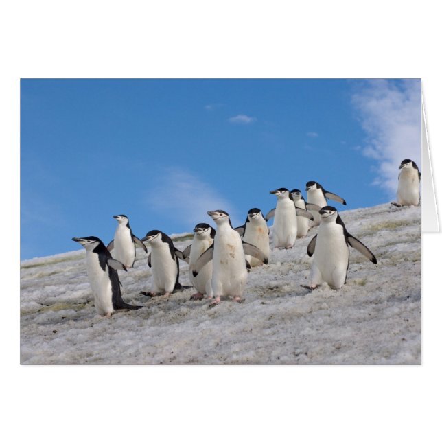 Manchots à Collier | Pygoscelis Antarctica (Devant horizontal)