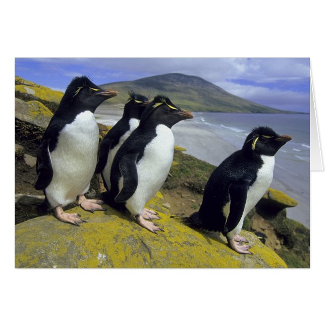 Manchots bouclés, (Eudyptes chrysocome), (Devant horizontal)