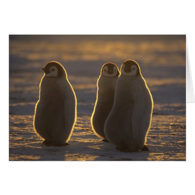 Manchots empereurs (Devant horizontal)