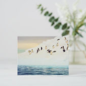 Manchots sur glace, carte postale (Debout devant)