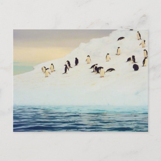 Manchots sur glace, carte postale (Devant)