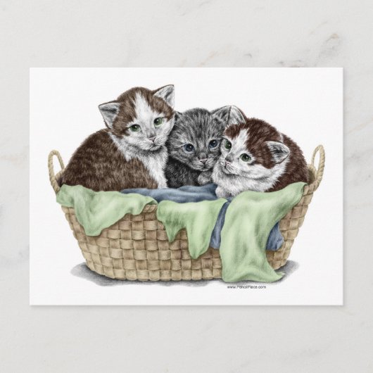 Mand met Kittens Briefkaart (Voorkant)