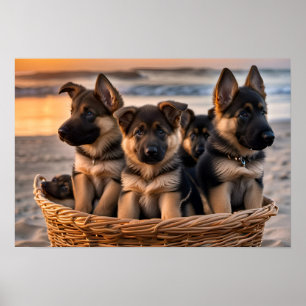 Mand vol met Duitse Herder Puppies Poster