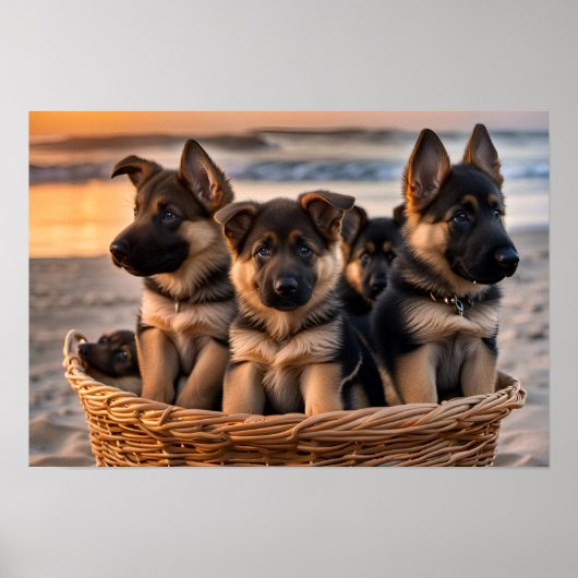 Mand vol met Duitse Herder Puppies Poster (Voorkant)
