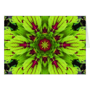 Mandala d'usine de coleus
