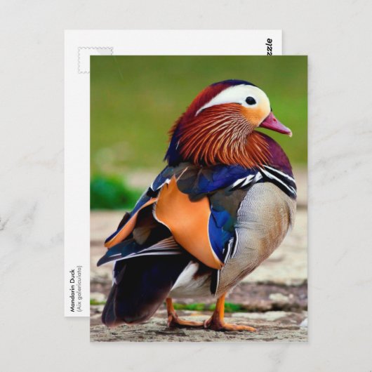 Mandarijn Duck (Aix galericulata) Briefkaart (Voorkant / Achterkant)