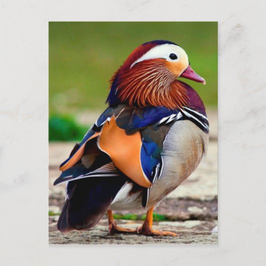 Mandarijn Duck (Aix galericulata) Briefkaart (Voorkant)