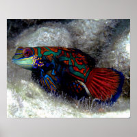Mandarijn Fish Poster