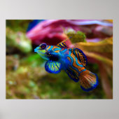 Mandarijn Fish Synchiropus Splendidus Poster (Voorkant)