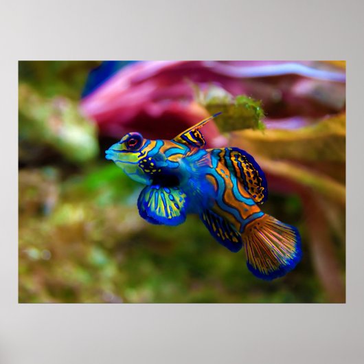 Mandarijn Fish Synchiropus Splendidus Poster (Voorkant)