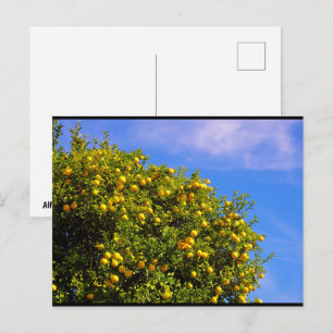 Mandarijnboom onder blauwe lucht briefkaart