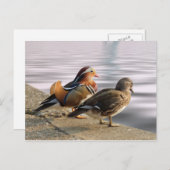 Mandarijnse eenden tegen gerofheid briefkaart (Voorkant / Achterkant)