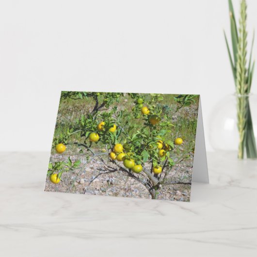 Mandarijnse Oranje boom Kaart (Voorkant)