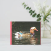 Mandarin Canard do-it-yourself Carte postale (Debout devant)
