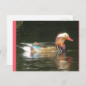 Mandarin Canard do-it-yourself Carte postale (Devant / Derrière)