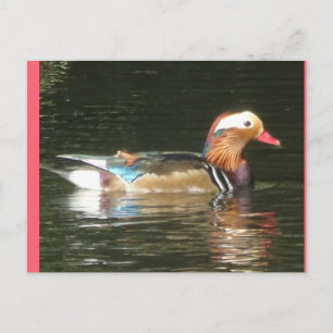 Mandarin Canard do-it-yourself Carte postale