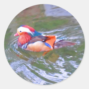 Mandarin Duck #2 Sticker