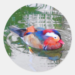 Mandarin Duck #3 Sticker