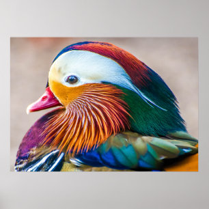 Mandarin Duck Beauful Poster