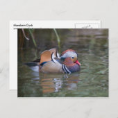 Mandarin Duck Briefkaart (Voorkant / Achterkant)