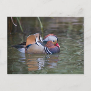 Mandarin Duck Briefkaart