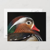 Mandarin Duck Briefkaart (Voorkant / Achterkant)