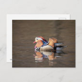 Mandarin Duck Briefkaart (Voorkant / Achterkant)
