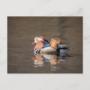 Mandarin Duck Briefkaart