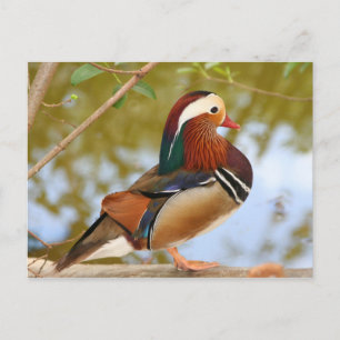 Mandarin Duck Briefkaart