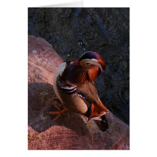 Mandarin Duck Card (Devant)
