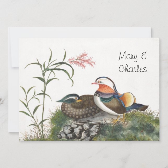 Mandarin Duck Chinese schilderijen (Voorkant)