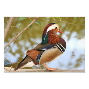 Mandarin Duck Foto Afdruk