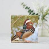 Mandarin Duck Kaart (Staand voorkant)