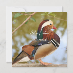 Mandarin Duck Kaart