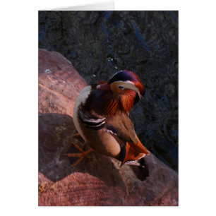 Mandarin Duck Kaart