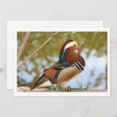 Mandarin Duck Kaart (Voorkant / Achterkant)