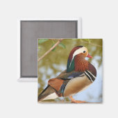 Mandarin Duck Magneet (Voorkant / Achterkant)