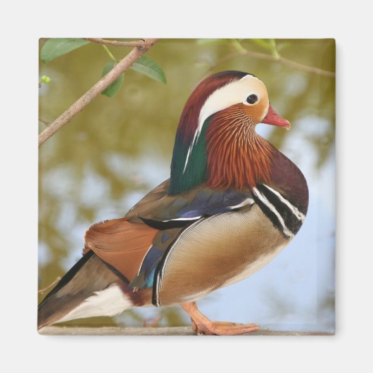Mandarin Duck Magneet (Voorkant)