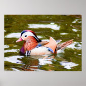 Mandarin Duck Poster (Voorkant)
