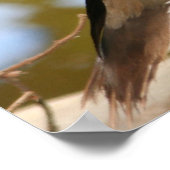 Mandarin Duck Poster (Hoek)