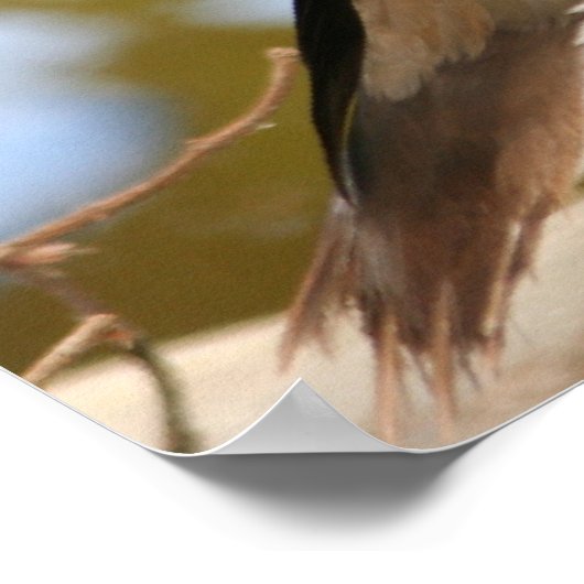 Mandarin Duck Poster (Hoek)