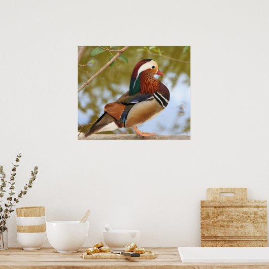 Mandarin Duck Poster (Keuken)