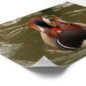 Mandarin Duck Poster (Hoek)