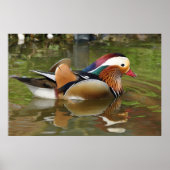 Mandarin Duck Poster (Voorkant)