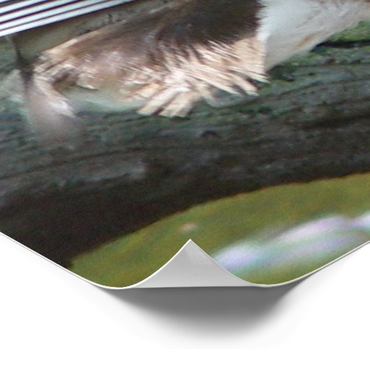 Mandarin Duck Poster (Hoek)