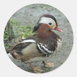 Mandarin Duck Ronde Sticker